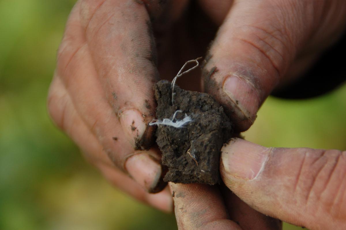 Diversity of Soil Fungi